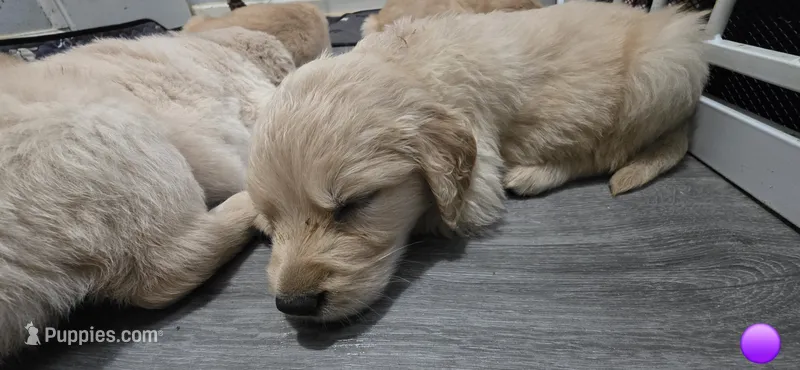AKC-Purebred Golden Retriever Violet Collar Boy – Golden Retriever puppy for sale in Asheville, NC