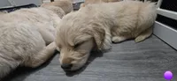 AKC-Purebred Golden Retriever Violet Collar Boy, a male Golden Retriever for sale in Asheville, NC – 4 of 10