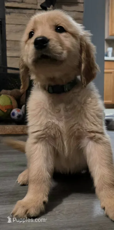 AKC-Purebred Golden Retriever Light-blue Collar Girl – Golden Retriever puppy for sale in Asheville, NC