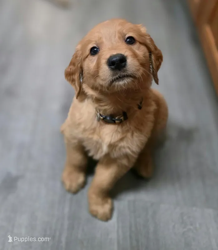 AKC-Purebred Golden Retriever White Collar Boy – Golden Retriever puppy for sale in Asheville, NC