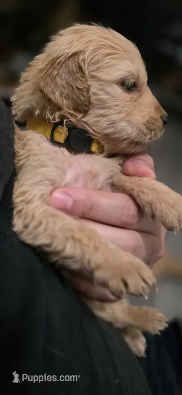 AKC-Purebred Golden Retriever Yellow Collar Girl – Golden Retriever puppy for sale in Asheville, NC