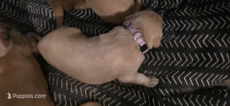 AKC-Purebred Golden Retriever Neo-Pink Collar Girl – Golden Retriever puppy for sale in Asheville, NC