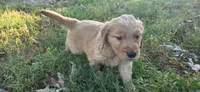 AKC-Purebred Golden Retriever Blue Collar Boy, a male Golden Retriever for sale in Asheville, NC – 6 of 10