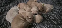 AKC-Purebred Golden Retriever Black Collar Boy, a male Golden Retriever for sale in Asheville, NC – 2 of 5