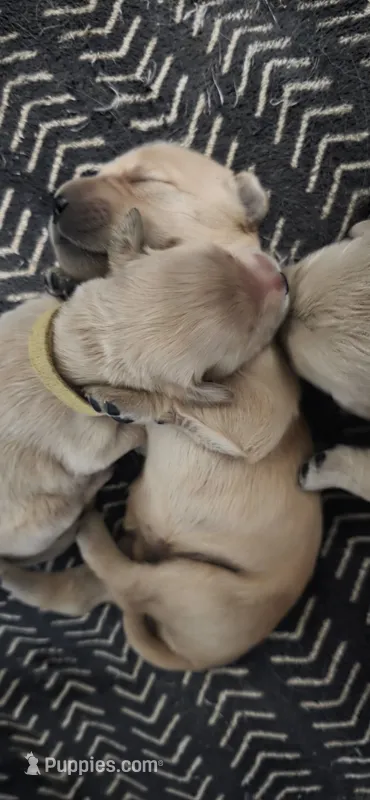 AKC-Purebred Golden Retriever Yellow Collar Girl – Golden Retriever puppy for sale in Asheville, NC