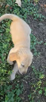 AKC-Purebred Golden Retriever Pink Collar Girl, a female Golden Retriever for sale in Asheville, NC – 4 of 10