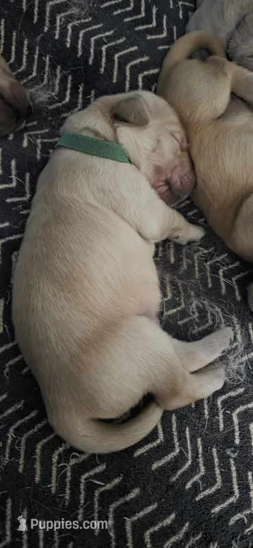 AKC-Purebred Golden Retriever Green Collar Boy – Golden Retriever puppy for sale in Asheville, NC