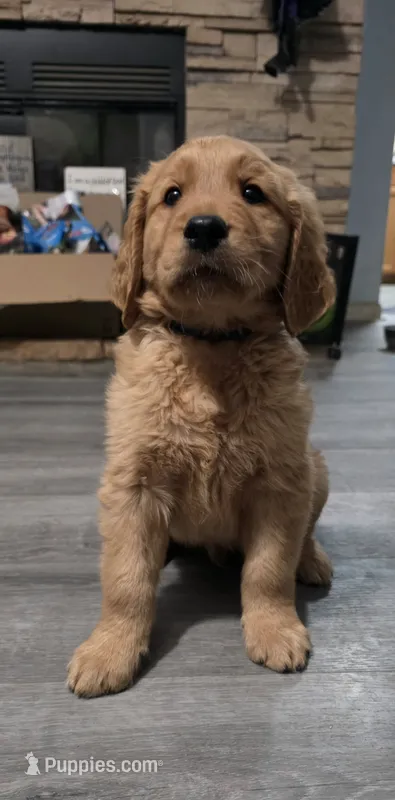 AKC-Purebred Golden Retriever Blue Collar Boy – Golden Retriever puppy for sale in Asheville, NC