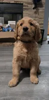 AKC-Purebred Golden Retriever Blue Collar Boy, a male Golden Retriever for sale in Asheville, NC – 1 of 10