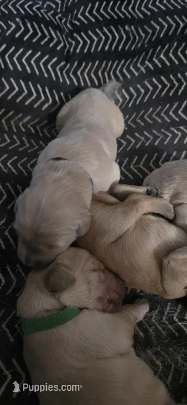 AKC-Purebred Golden Retriever Light-Green Collar Girl – Golden Retriever puppy for sale in Asheville, NC