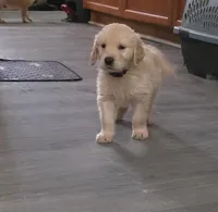 AKC-Purebred Golden Retriever Violet Collar Boy, a male Golden Retriever for sale in Asheville, NC – 2 of 10