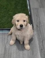 AKC-Purebred Golden Retriever Violet Collar Boy, a male Golden Retriever for sale in Asheville, NC – 6 of 10