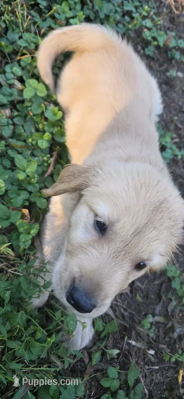 AKC-Purebred Golden Retriever Pink Collar Girl – Golden Retriever puppy for sale in Asheville, NC