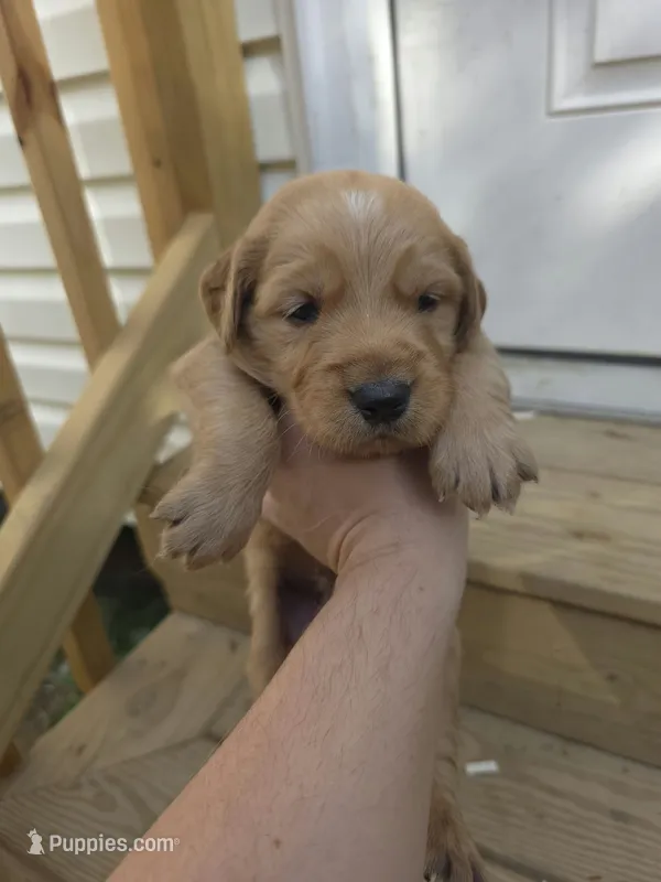 AKC-Purebred Golden Retriever White Collar Boy – Golden Retriever puppy for sale in Asheville, NC