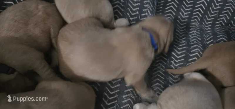 AKC-Purebred Golden Retriever Blue Collar Boy – Golden Retriever puppy for sale in Asheville, NC