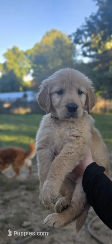 AKC-Purebred Golden Retriever Pink Collar Girl – Golden Retriever puppy for sale in Asheville, NC