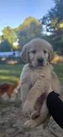AKC-Purebred Golden Retriever Pink Collar Girl, a female Golden Retriever for sale in Asheville, NC – 5 of 10