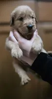 AKC-Purebred Golden Retriever Orange Collar Girl, a female Golden Retriever for sale in Asheville, NC – 2 of 10