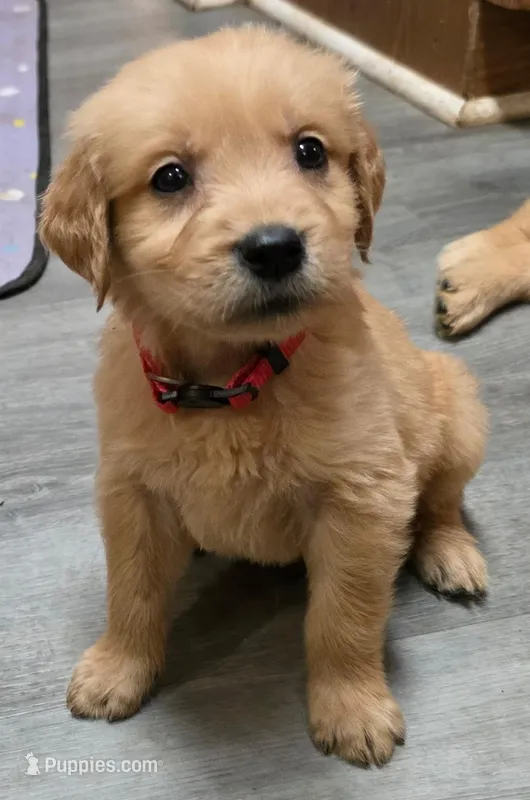 AKC-Purebred Golden Retriever Neo-Pink Collar Girl – Golden Retriever puppy for sale in Asheville, NC