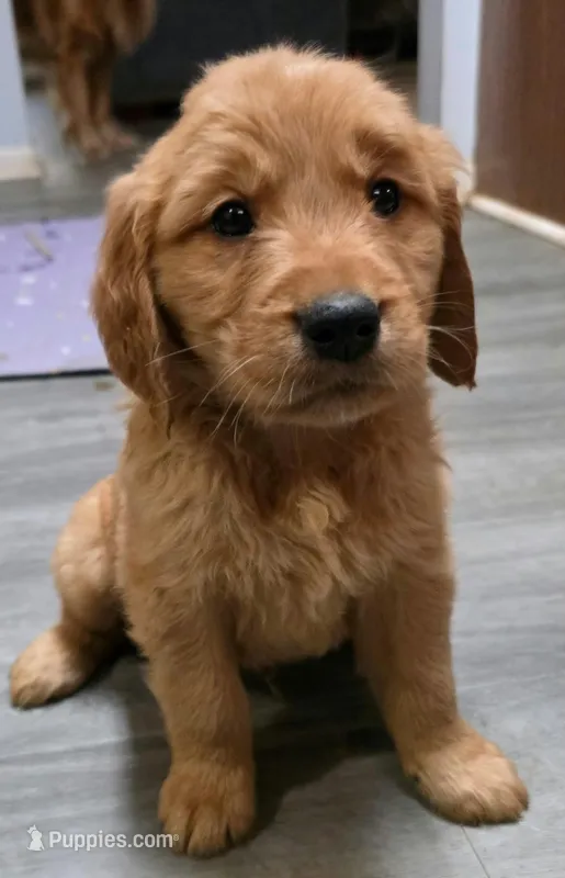 AKC-Purebred Golden Retriever Blue Collar Boy – Golden Retriever puppy for sale in Asheville, NC