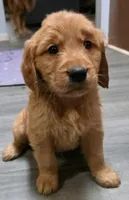 AKC-Purebred Golden Retriever Blue Collar Boy, a male Golden Retriever for sale in Asheville, NC – 2 of 10