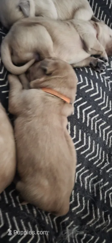 AKC-Purebred Golden Retriever Orange Collar Girl – Golden Retriever puppy for sale in Asheville, NC