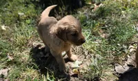 AKC-Purebred Golden Retriever Blue Collar Boy, a male Golden Retriever for sale in Asheville, NC – 7 of 10