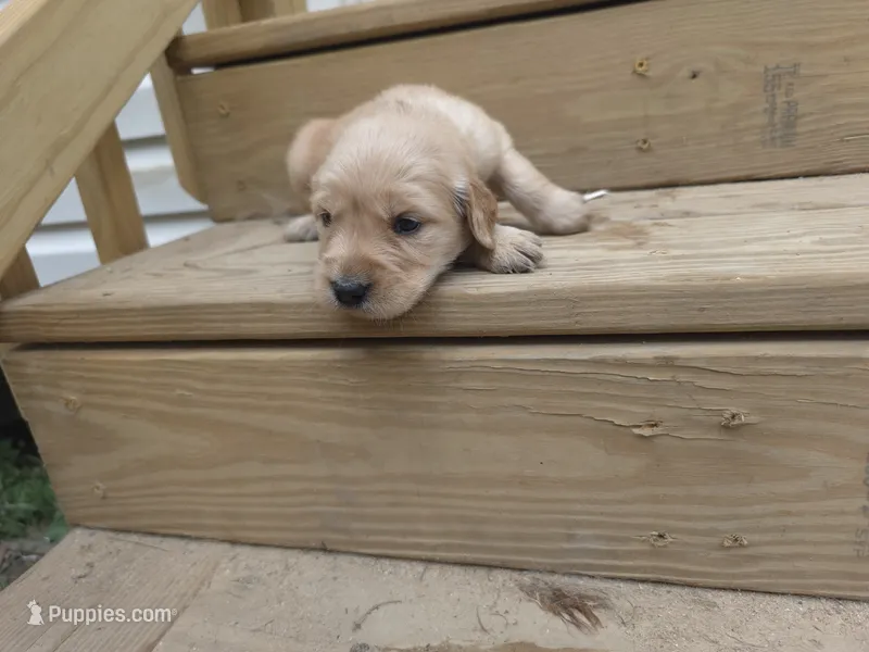 AKC-Purebred Golden Retriever Light-blue Collar Girl – Golden Retriever puppy for sale in Asheville, NC
