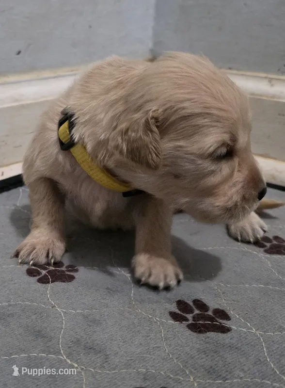 AKC-Purebred Golden Retriever Yellow Collar Girl – Golden Retriever puppy for sale in Asheville, NC