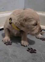 AKC-Purebred Golden Retriever Yellow Collar Girl, a female Golden Retriever for sale in Asheville, NC – 8 of 10