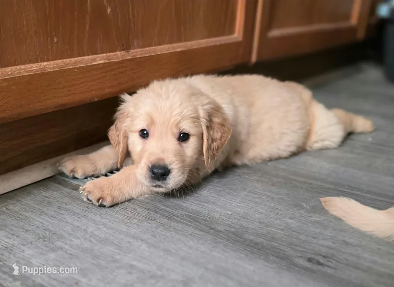 AKC-Purebred Golden Retriever Red Collar Boy – Golden Retriever puppy for sale in Asheville, NC