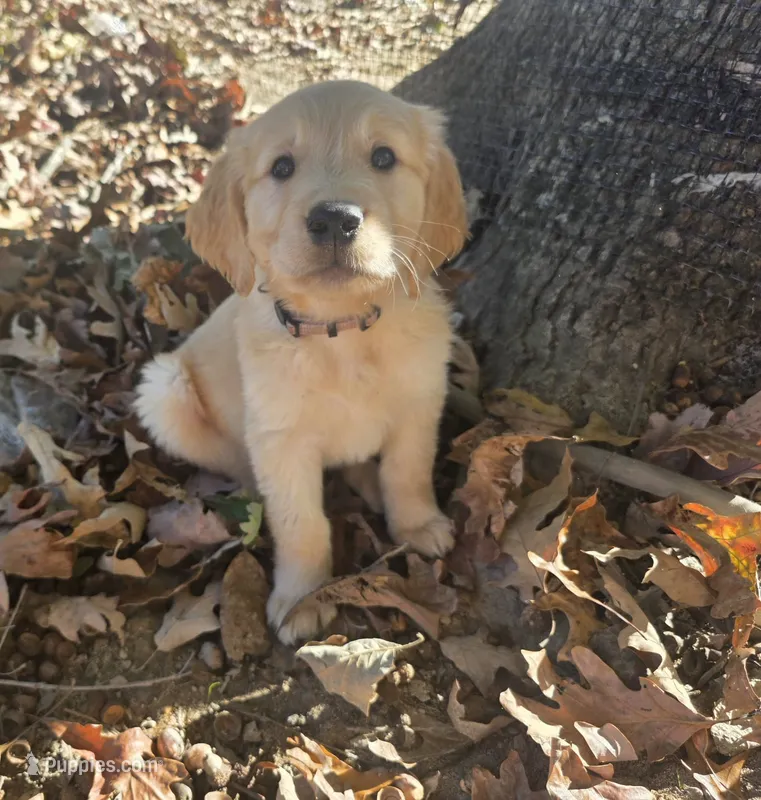 AKC-Purebred Golden Retriever Violet Collar Boy – Golden Retriever puppy for sale in Asheville, NC
