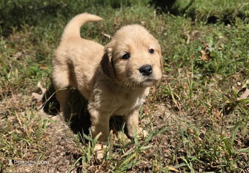 AKC-Purebred Golden Retriever Mint Collar Boy – Golden Retriever puppy for sale in Asheville, NC