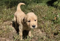 AKC-Purebred Golden Retriever Mint Collar Girl, a female Golden Retriever for sale in Asheville, NC – 7 of 10