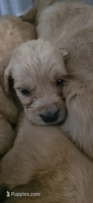 AKC-Purebred Golden Retriever Neo-Pink Collar Girl – Golden Retriever puppy for sale in Asheville, NC