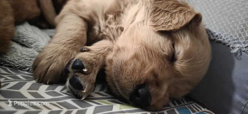 AKC-Purebred Golden Retriever White Collar Boy – Golden Retriever puppy for sale in Asheville, NC