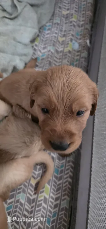AKC-Purebred Golden Retriever Navy-Green Collar Boy – Golden Retriever puppy for sale in Asheville, NC