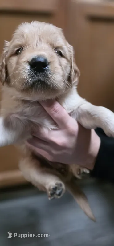 AKC-Purebred Golden Retriever Light-Green Collar Girl – Golden Retriever puppy for sale in Asheville, NC