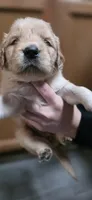 AKC-Purebred Golden Retriever Light-Green Collar Girl, a female Golden Retriever for sale in Asheville, NC – 1 of 10