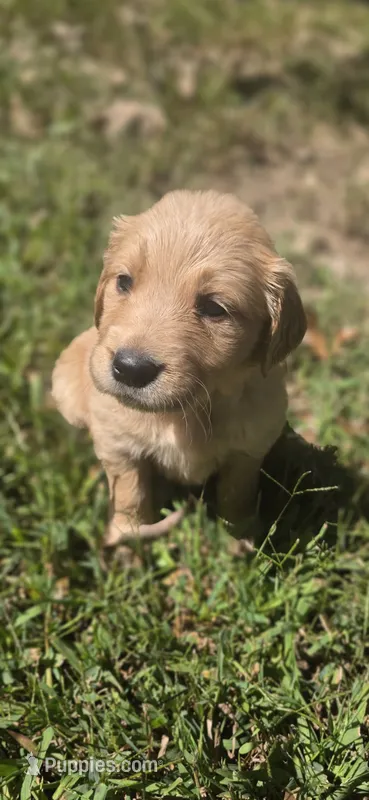 AKC-Purebred Golden Retriever Gray Collar Boy – Golden Retriever puppy for sale in Asheville, NC