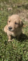 AKC-Purebred Golden Retriever Gray Collar Girl, a female Golden Retriever for sale in Asheville, NC – 3 of 10