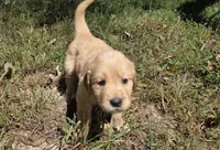 AKC-Purebred Golden Retriever Mint Collar Girl, a female Golden Retriever for sale in Asheville, NC – 8 of 10