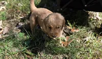 AKC-Purebred Golden Retriever Blue Collar Boy, a male Golden Retriever for sale in Asheville, NC – 8 of 10