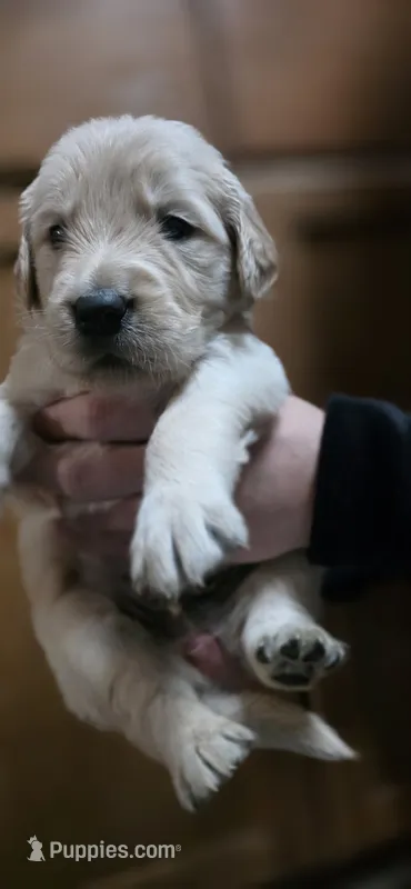 AKC-Purebred Golden Retriever Green Collar Boy – Golden Retriever puppy for sale in Asheville, NC