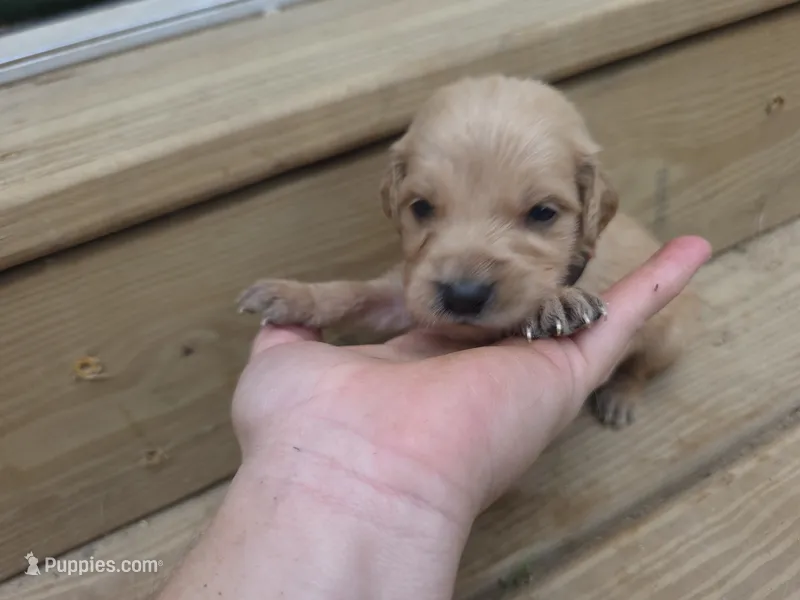 AKC-Purebred Golden Retriever Neo-Pink Collar Girl – Golden Retriever puppy for sale in Asheville, NC