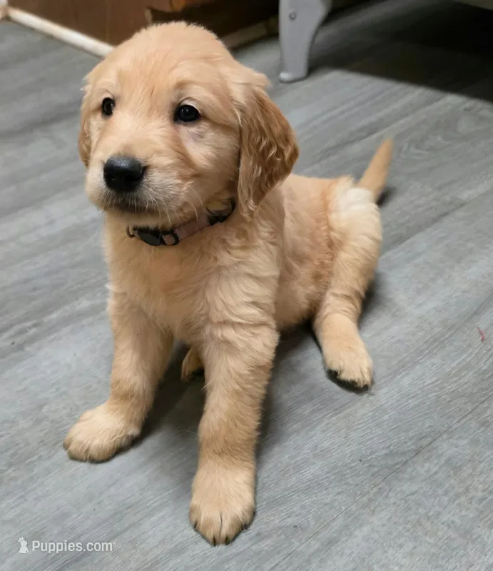 AKC-Purebred Golden Retriever Violet Collar Boy – Golden Retriever puppy for sale in Asheville, NC