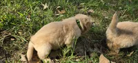 AKC-Purebred Golden Retriever Green Collar Boy, a male Golden Retriever for sale in Asheville, NC – 4 of 9
