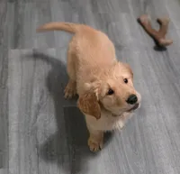 AKC-Purebred Golden Retriever Pink Collar Girl, a female Golden Retriever for sale in Asheville, NC – 2 of 10