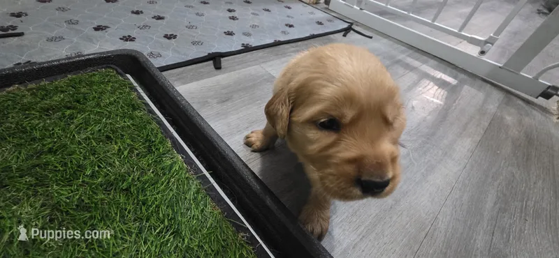 AKC-Purebred Golden Retriever Orange Collar Girl – Golden Retriever puppy for sale in Asheville, NC