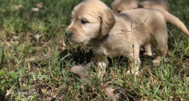 AKC-Purebred Golden Retriever Violet Collar Boy – Golden Retriever puppy for sale in Asheville, NC